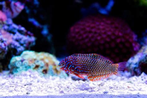 wrasse fish|75 Best types of wrasse: size, tank mate.